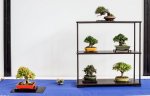 Eksempel på Shohin-bonsai opstilling.
